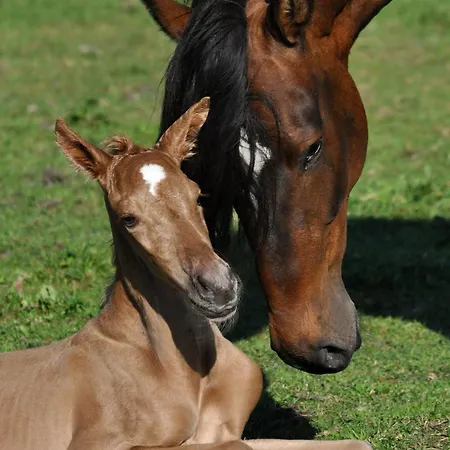 Nordkap Farm & Κατάλυμα σε φάρμα Bindslev