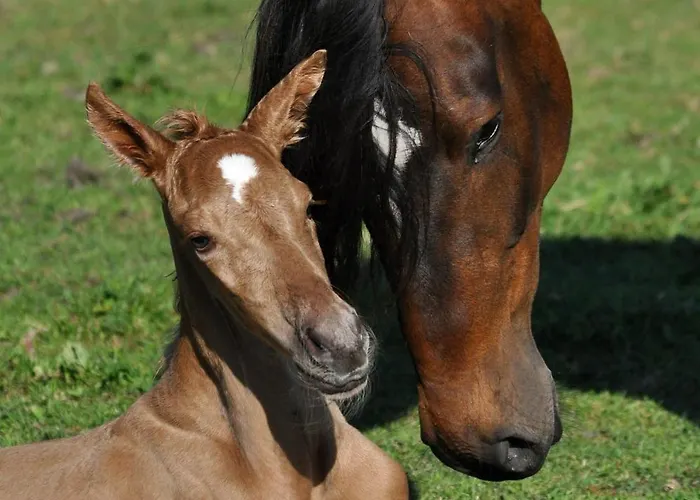 Nordkap Farm & Alojamento de Turismo Rural Bindslev