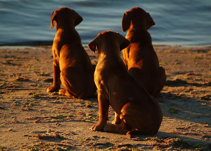 Nordkap Farm & * Bindslev