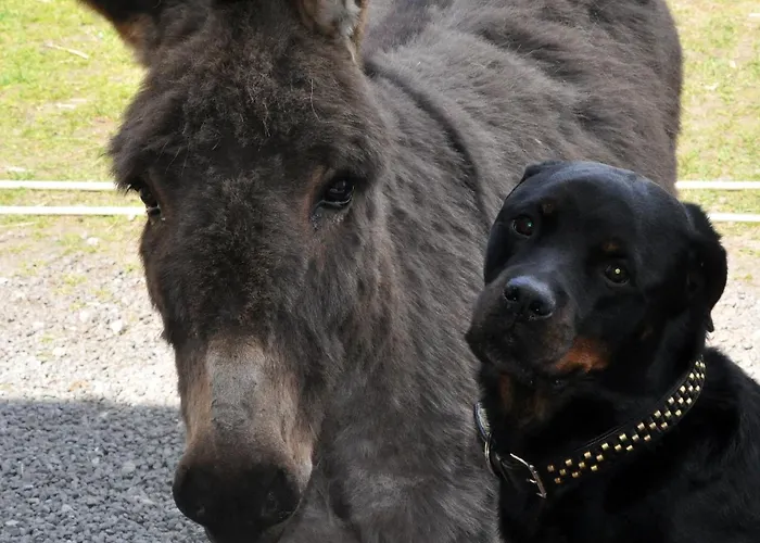 Nordkap Farm & Bindslev